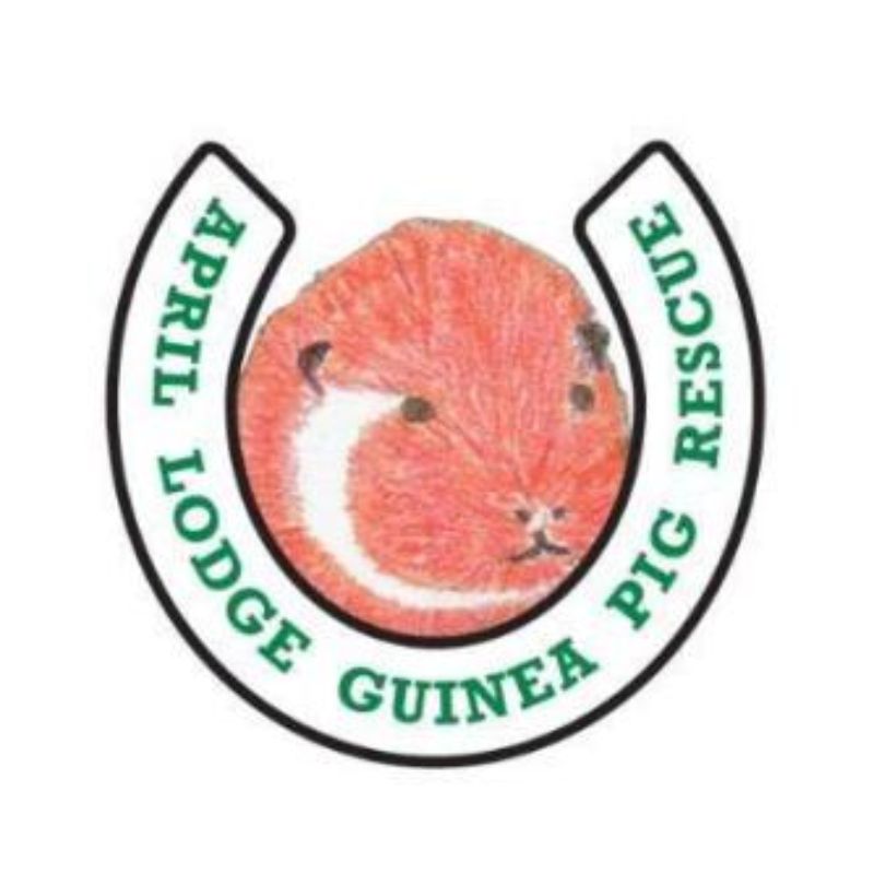 Image of April Lodge Guinea Pig Rescue
